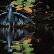 Aigrette ardoisée au Sénégal